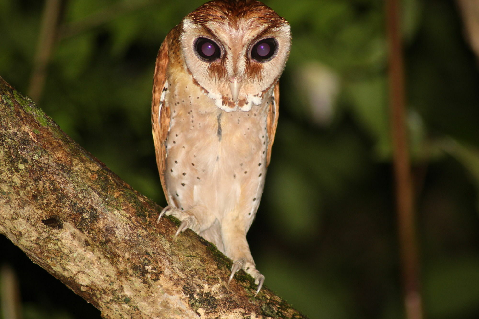 Borneo Natural Sukau Bilit Resort Exteriér fotografie