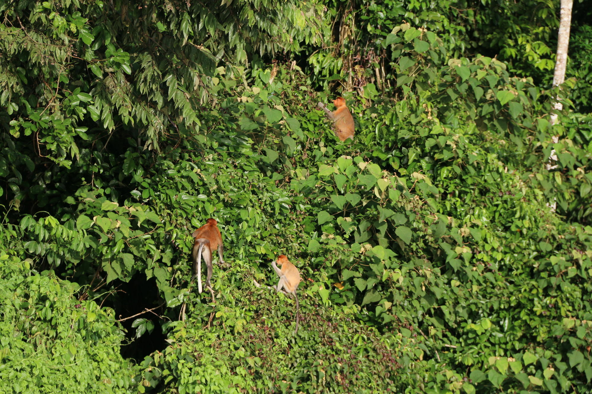 Borneo Natural Sukau Bilit Resort Exteriér fotografie